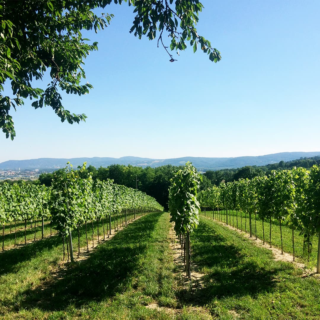 weinbau-holzer-franz-und-florian-familie-weingarten-im-sommer