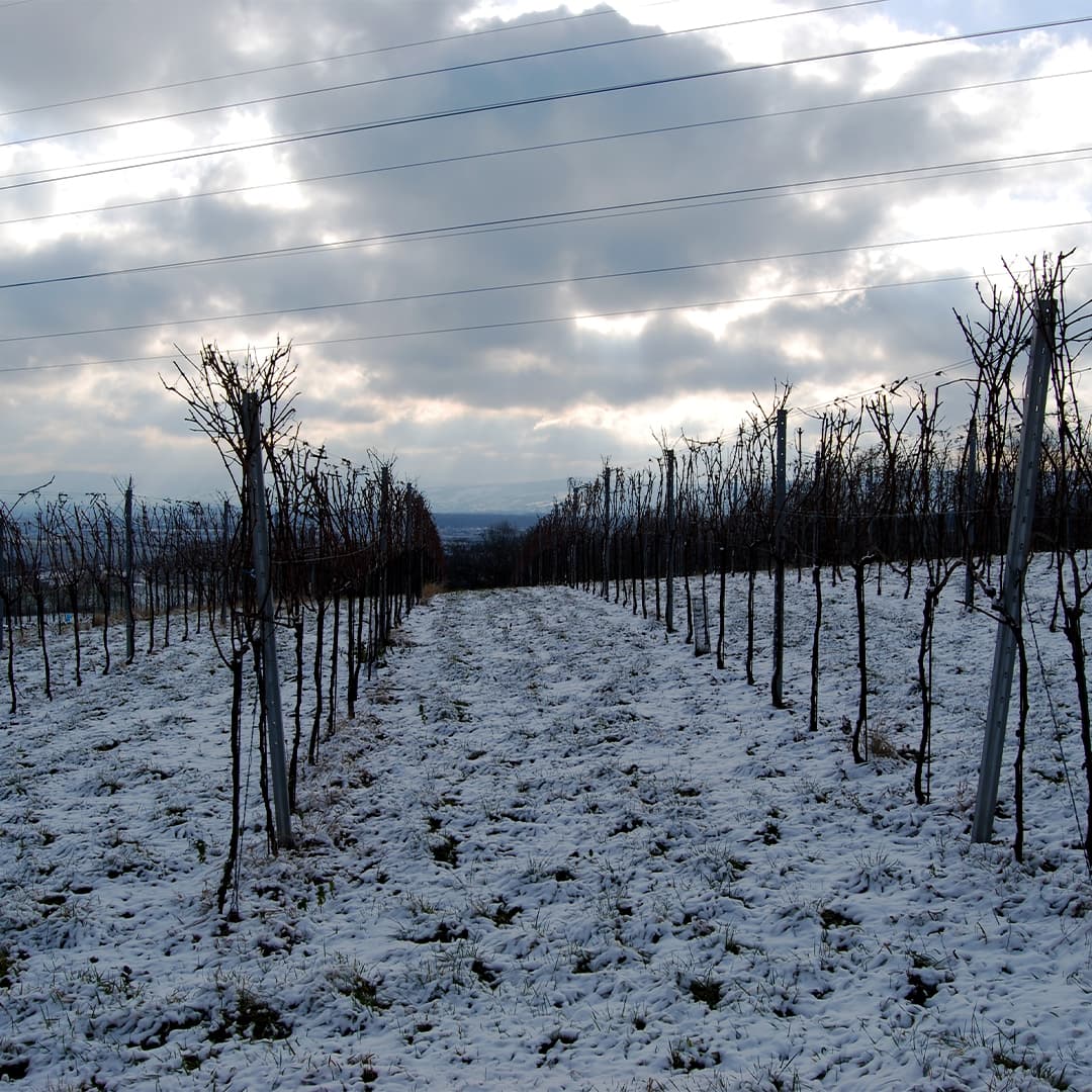 weinbau-holzer-franz-und-florian-familie-weingarten-im-winter