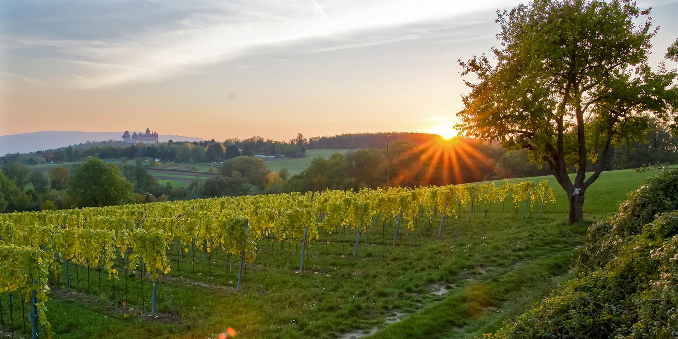 weinbau-holzer-franz-und-florian-weingarten-leobendorf-burg-kreuzenstein-titelbild-desktop